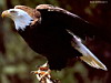 miniatura_canadian_rockies_csg075_BaldEagle copia